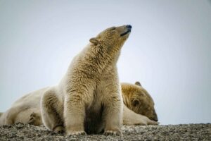 Urso polar adulto caminhando sobre uma superfície rochosa entre vegetação rasteira e neve