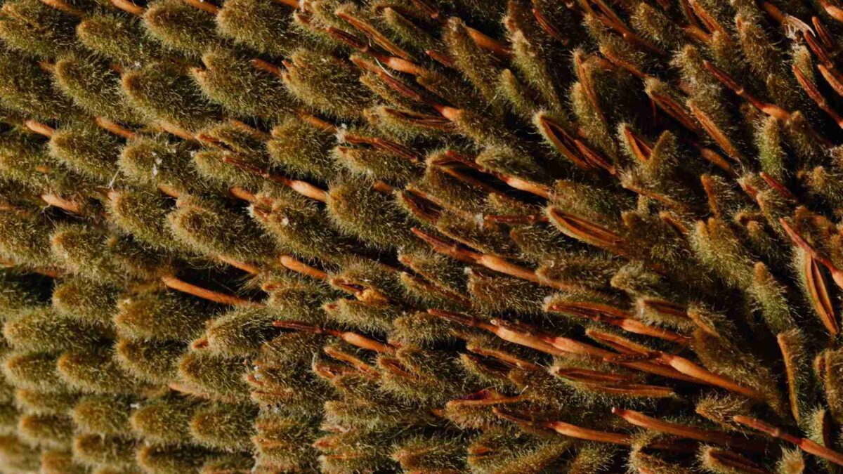 Besouro polinizador em flor de Banksia vermelha com estames dourados proeminentes