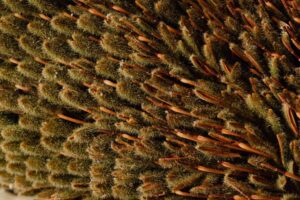 Besouro polinizador em flor de Banksia vermelha com estames dourados proeminentes