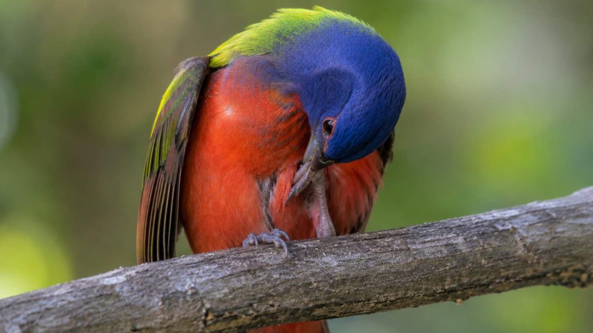 Pesquisa científica sobre comportamento de autossatisfação em aves selvagens de diferentes espécies