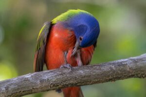 Pesquisa científica sobre comportamento de autossatisfação em aves selvagens de diferentes espécies